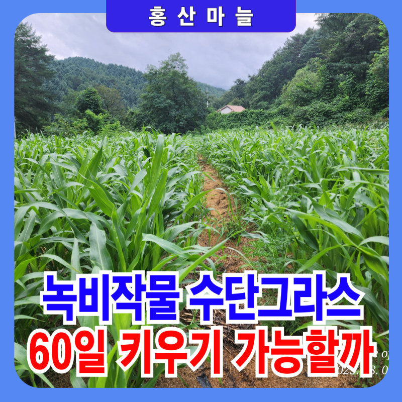 북쪽나라 인제에서 녹비작물 수단그라스 키우기 60일 여정
