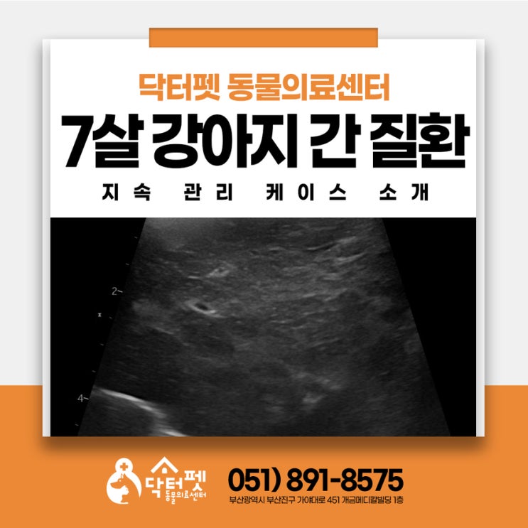  7살 치와와 떨어지지 않는 간수치(ALKP)원인은?부산 분과진료 동물병원