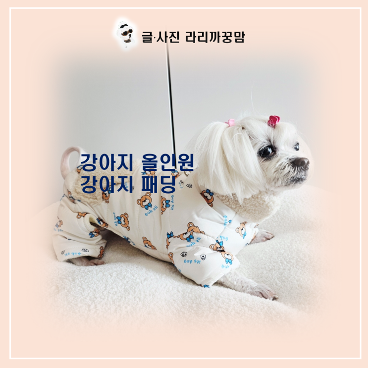  13살 꿍이의 한파 극복법! 패딩 강아지 올인원 선택 가이드
