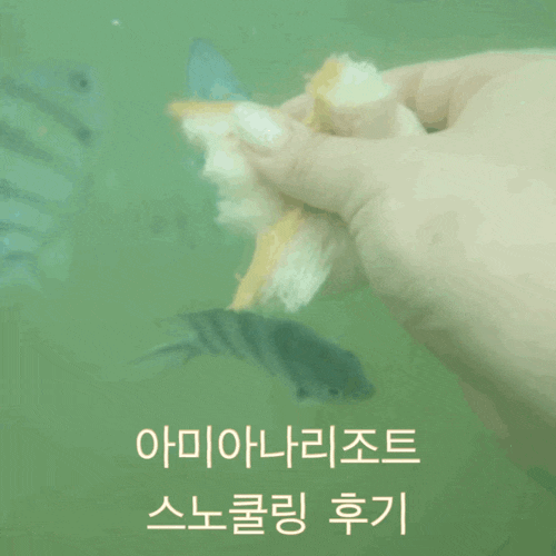 나트랑아미아나리조트스노쿨링) 장비대여/가격 프라이빗비치에서 즐기는 스노쿨링
