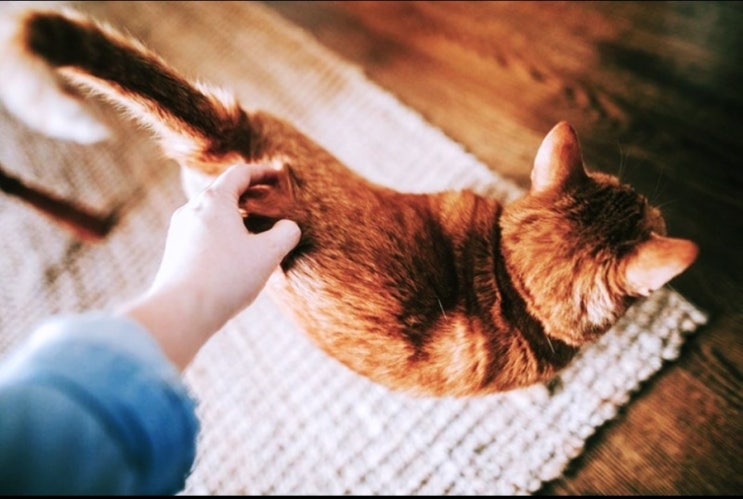  고양이 궁디팡팡