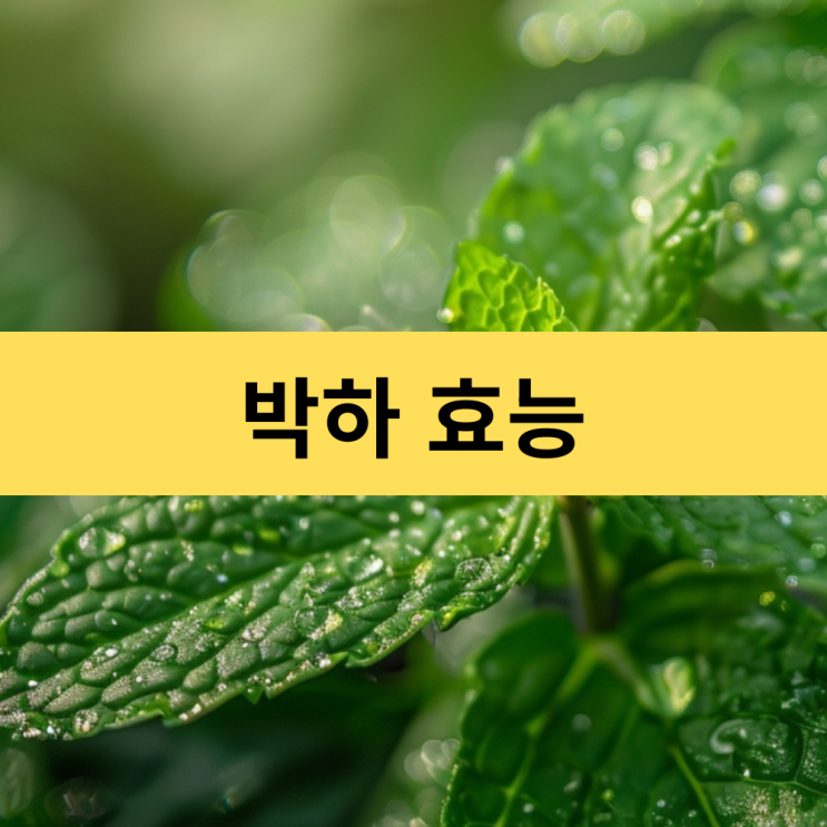  박하 효능 | 심신 안정과 소화 개선에 탁월한 박하차 효능