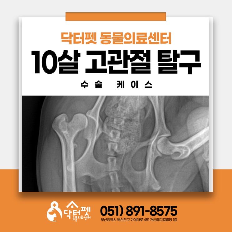  10살 말티즈 고관절 탈구 대퇴골두 절단술 레이저 재활 부산 사상 정형외과 강아지 동물병원