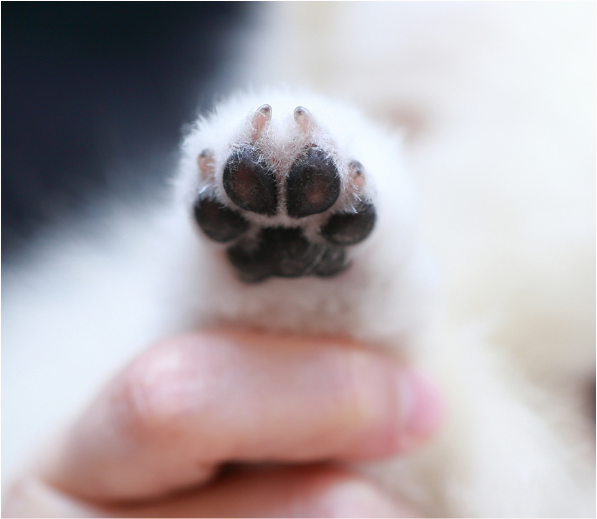  강아지·고양이 발톱자르기 방법