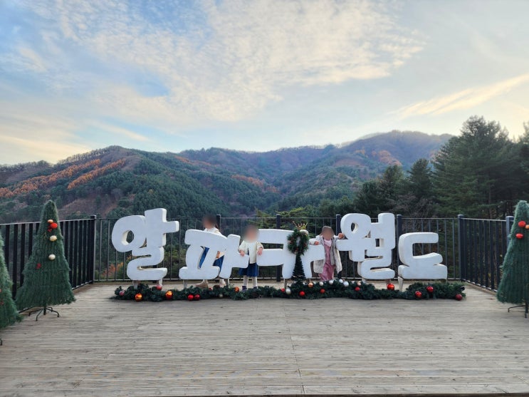   홍천 알파카월드, 아이가 안 가겠다고 울고불고? 인생샷 & 먹이체험 200% 즐기기 