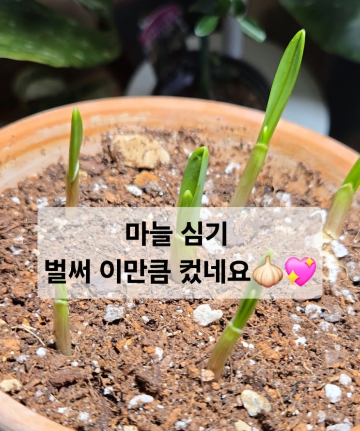  마늘 심기