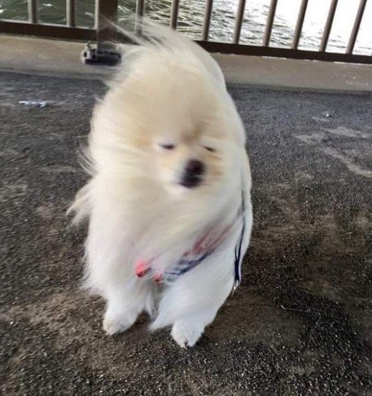 오태식해바라기치킨 조천읍점 사진 1