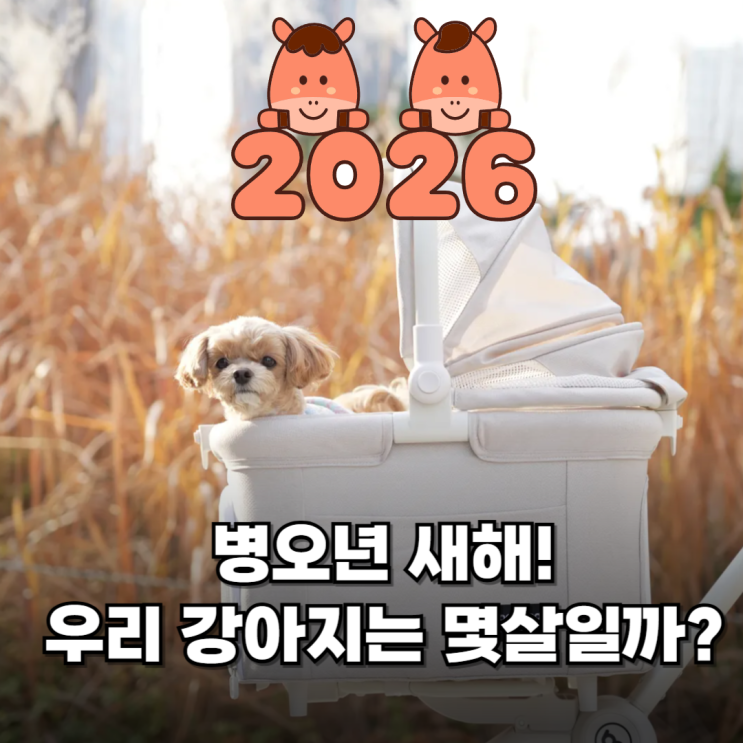 강아지 나이계산기 댕댕이 사람 나이 비교방법