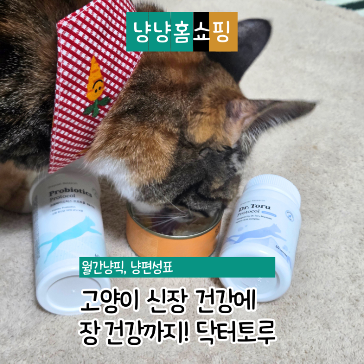  고양이 신장 유산균 추천 닥터토루 프로바이오틱스 프로토콜 반려묘 장관리