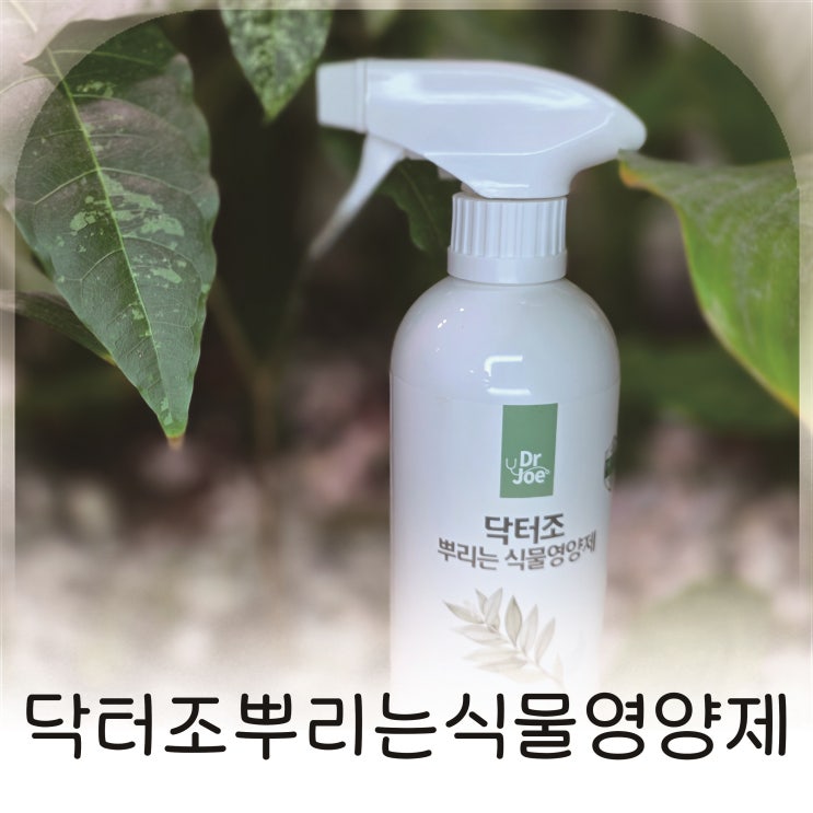  실내화단에 사용해본 사용이간편한 닥터조뿌리는식물영양제