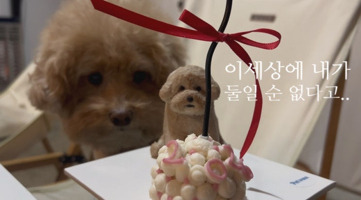  [월평동] 대전강아지케이크 페트윈 / 고구마 24시간 무인픽업