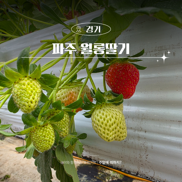  파주 딸기체험 농장 딸기따기 월롱딸기