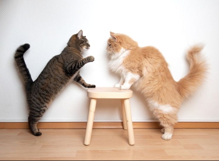  고양이 냥냥펀치