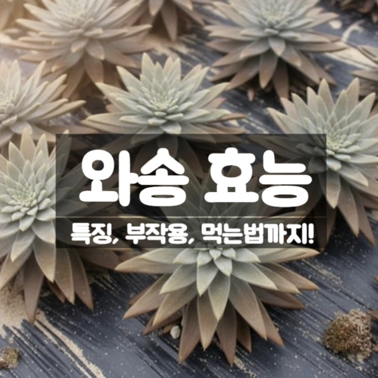  와송 효능 부작용 먹는법 – 바위솔로 불리는 이유