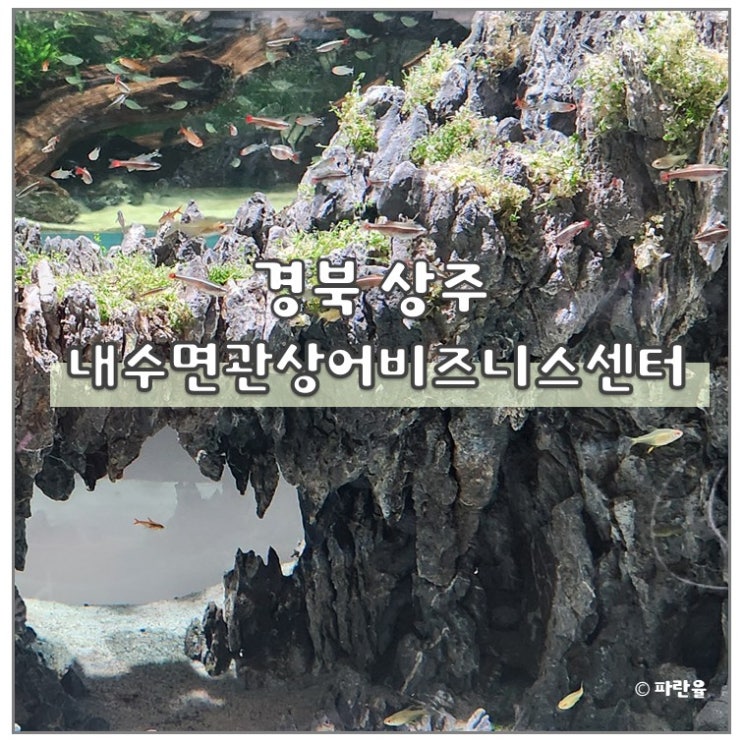  상주 무료 수족관 아쿠아리움 내수면 관상어 비즈니스센터 경북 실내 아이랑 가볼 만한 곳