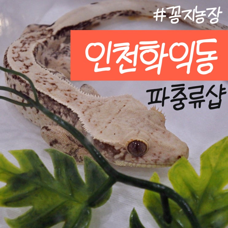  인천학익동파충류샵 꽁지농장 인하대 근처 크레스티드게코 리키에너스 분양하는곳 레오파드게코 입양