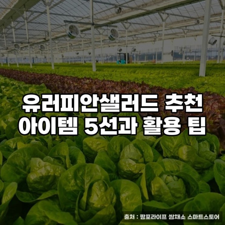  유러피안샐러드 추천 아이템 5선과 활용 팁
