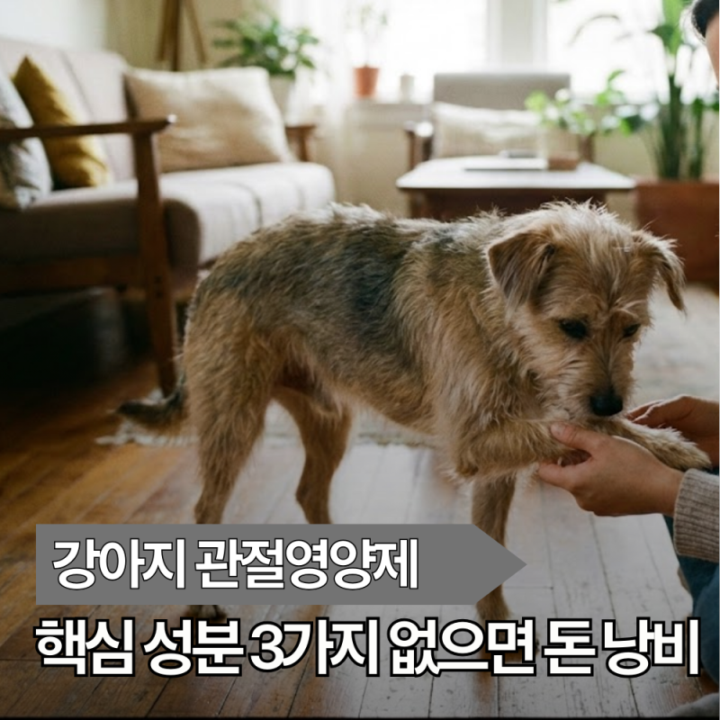 강아지 관절영양제, 제대로 고르는핵심 성분 3가지 이 성분 없으면 돈 낭비