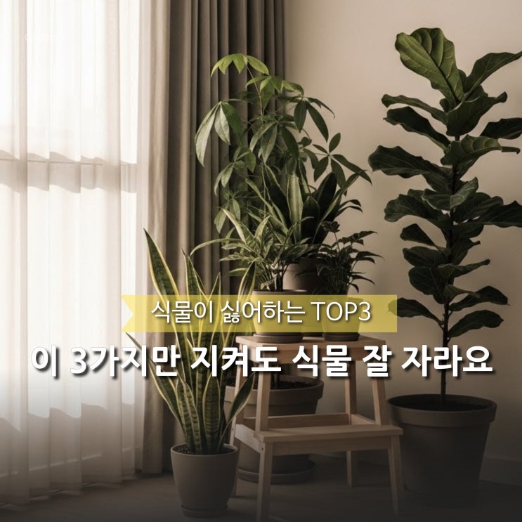  '아.. 이래서 맨날 죽었구나..' 식물 안 자라는 집 특징 TOP3