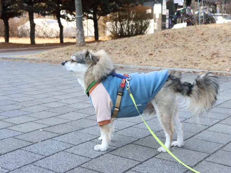  강아지 혈전 다리 마비 후 10개월 지난 현재 회복상황