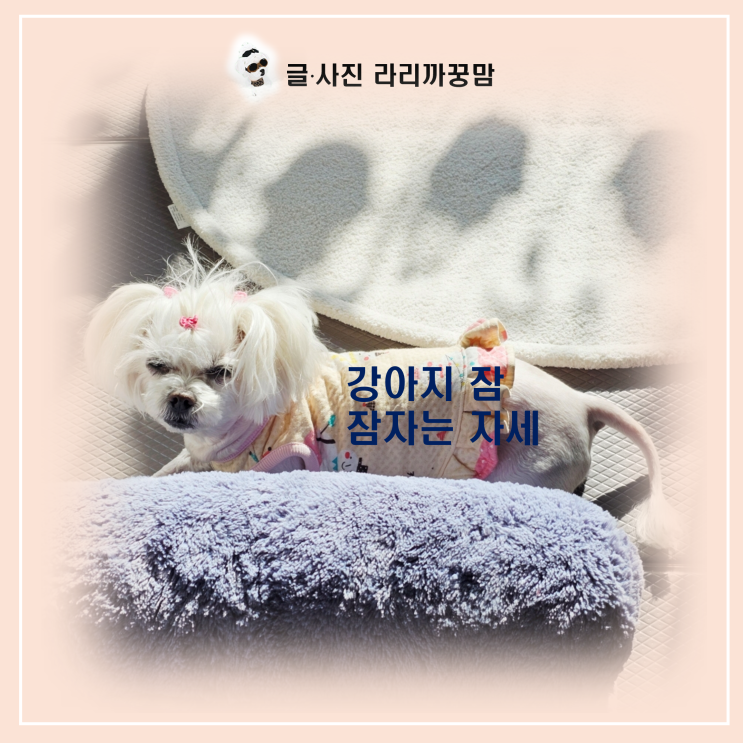  "갑자기 자는 포즈가 바뀌었다면?" 강아지 잠자는 자세 속 위험 신호