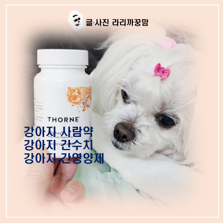  강아지 간수치 관리, 강아지 사람약 실리마린 급여해도 괜찮을까?