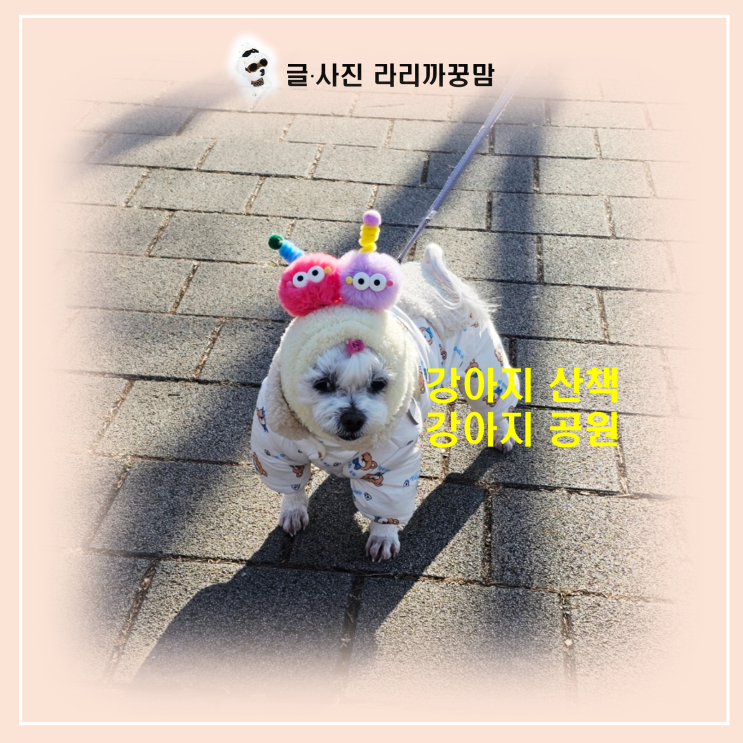  13살 꿍이의 겨울 정복! 패딩 올인원과 털모자로 완성한 강아지 공원 산책 일기