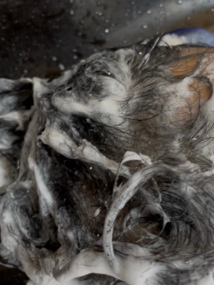  두피 착색 NO! 수건과두피에 안 묻어나는 '리얼 블랙 염색' 비결 (ft.코팅 기술)  #헤어케어 #망친머리 #복구클리닉 #복구케어 #머리카락 #복구케어 #미장원 #손상모발