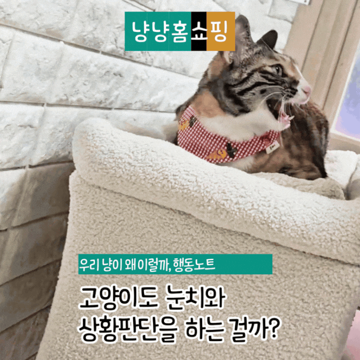  고양이도 눈치와 상황 판단을 할까? 말을 알아듣는 듯한 고양이