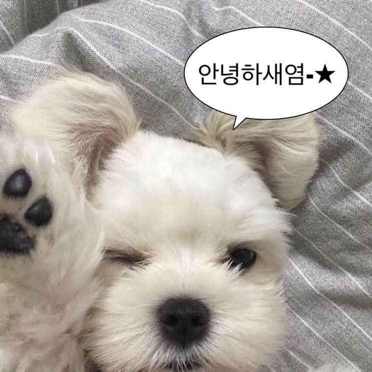 리즈비어 사진 1