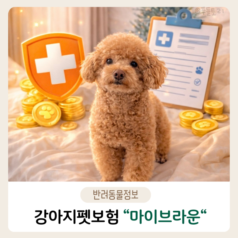 마이브라운펫보험 단점 및 파트너병원 보장범위 갱신 총정리