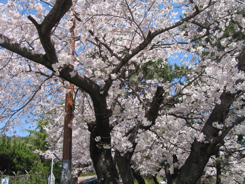 캐논 ixus750 (ixy700) 작례