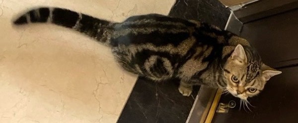 고양이 화장실 청소 쉽게 하는 방법