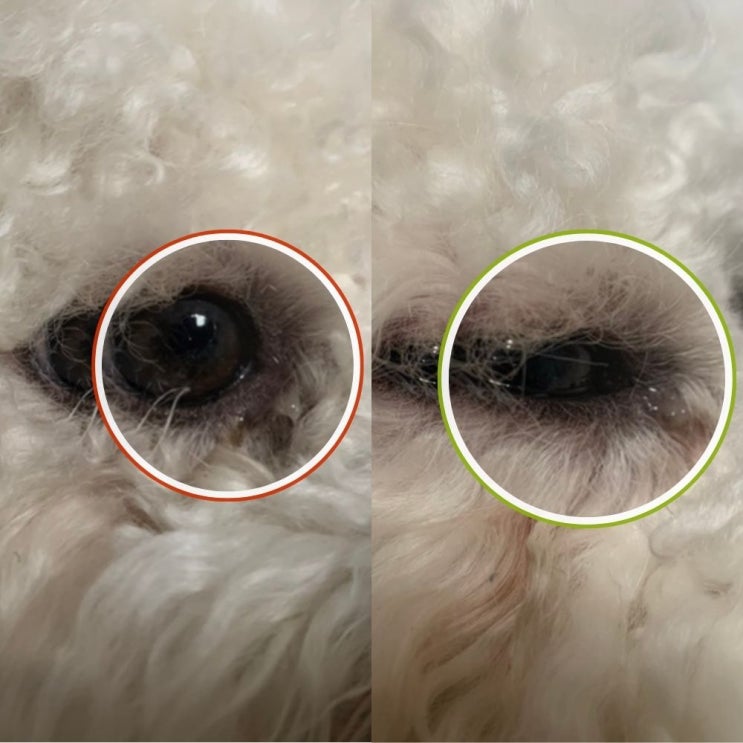  닦아도 강아지 눈꼽, 눈물 냄새 계속 난다면 이 글을 읽어보세요.