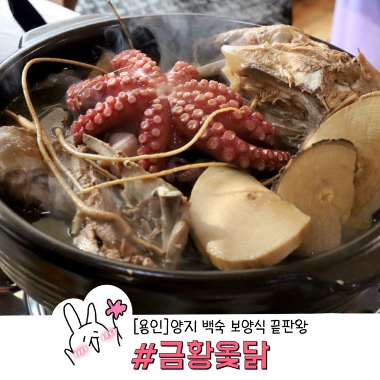  용인 양지 맛집 용인 백숙 금왕 옻닭 문어 한 마리가 들어간 보양식 끝판왕! 문어백숙 후기