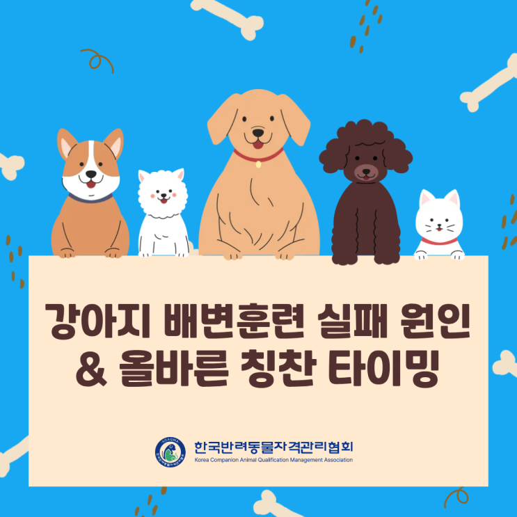  강아지 배변훈련 실패 원인과 올바른 칭찬 타이밍 (feat. 한국반려동물자격관리협회)
