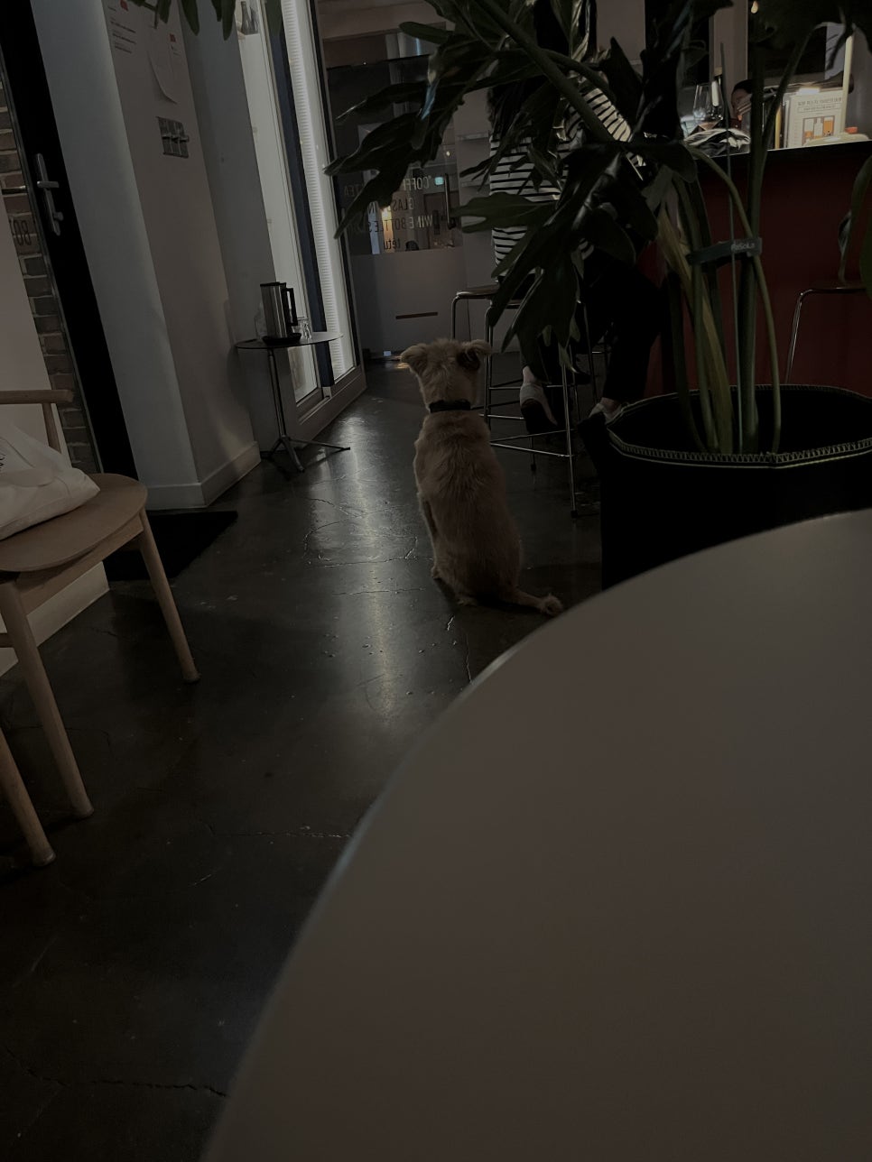 떼뚜 사진 5