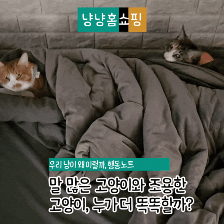  말 많은 고양이는 더 똑똑할까? 조용한 고양이가 영리해 보이는 이유