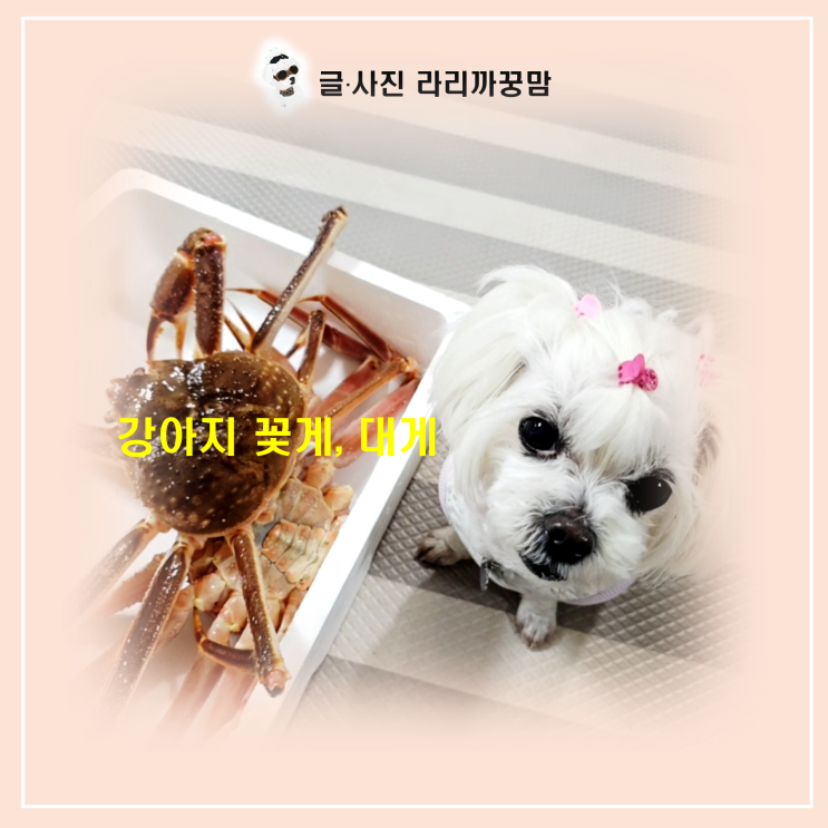  강아지 꽃게 대게 급여 가이드와 주의사항