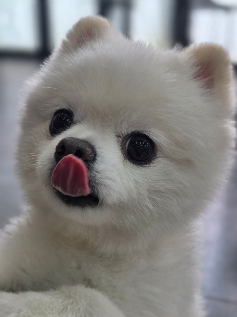 독크루 북구점 — 북구