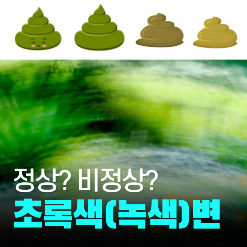 녹색 변 원인과 해결법 성인 초록색 똥