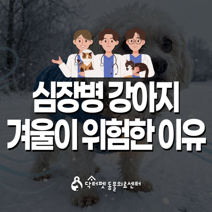  심장병 강아지가 겨울이 위험한 이유 부산 동물병원