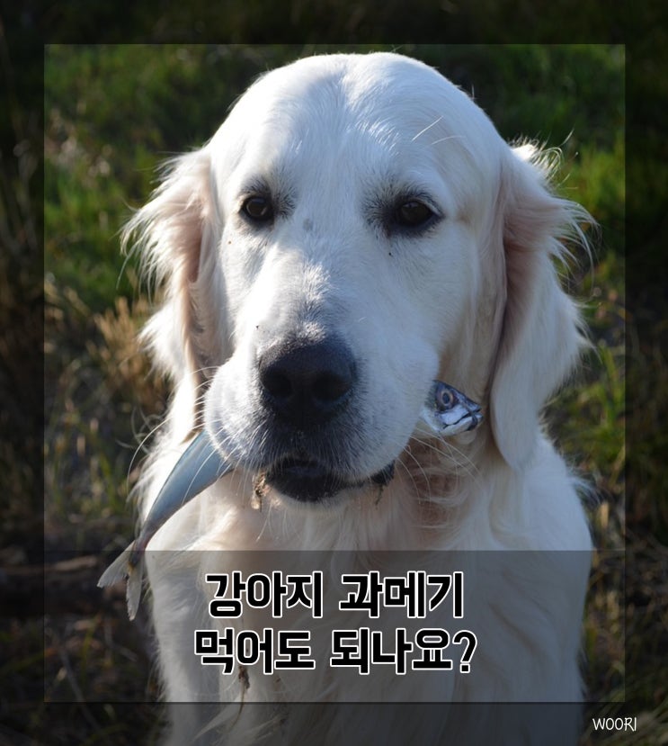  강아지 과메기 먹어도 되나요?