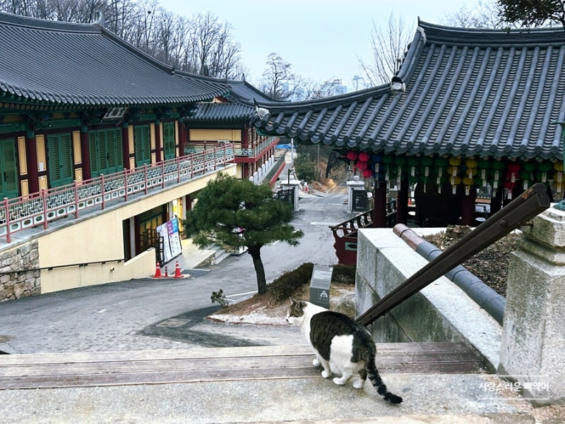 서울 근교 사찰 템플스테이 추천 [화계사] 도심 속 자연을 느낄 수 있는 절 삼각산 화계사, 학....