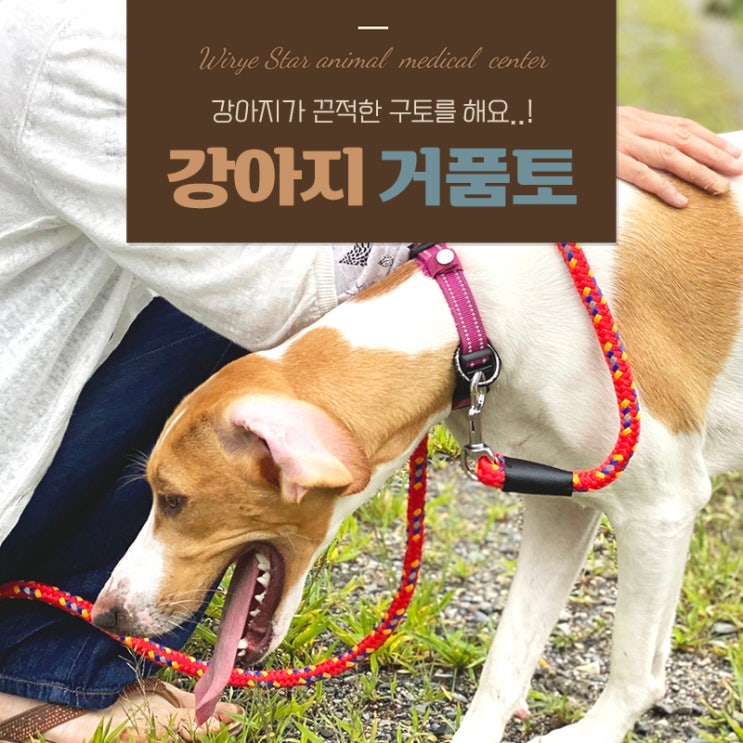  강아지 거품토 끈적한 구토를 하는 이유, 이렇게 대처해요!