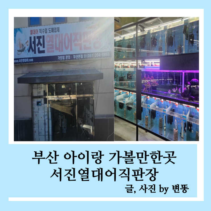  부산 아이랑 가볼만한곳: 서진열대어직판장 내돈내산 찐 후기!!!(다양한 어종이 있지만, 주차 불편.. 바닥미끄럼 주의!)
