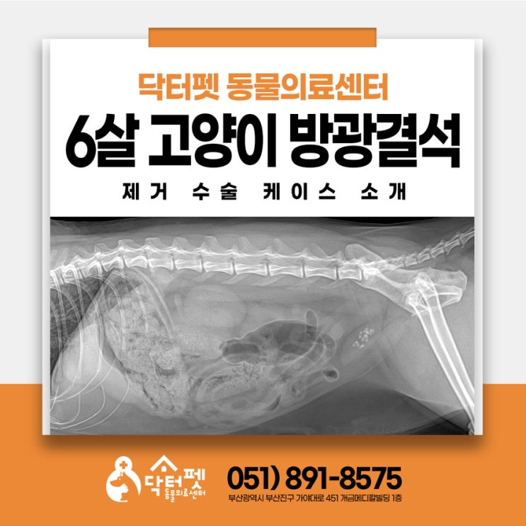  똥꼬스키 타던 6살 브리티시숏헤어 부산진구 개금역 고양이 동물병원