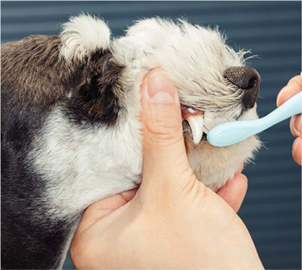  강아지·고양이 구강 관리?