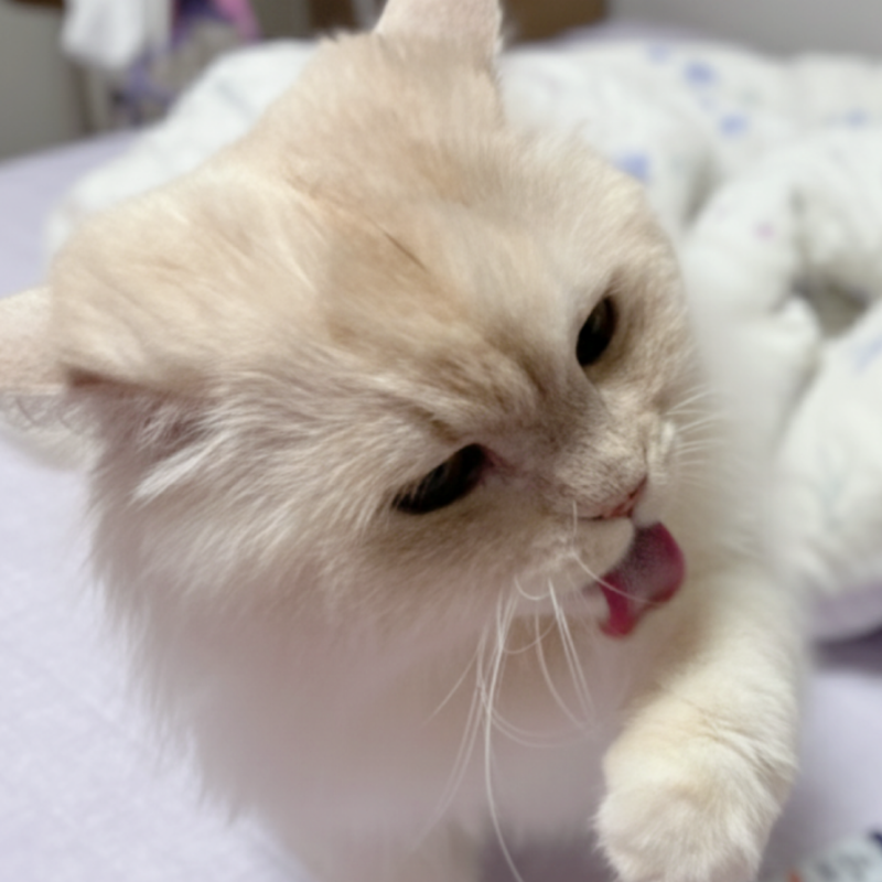고양이 꿈 잃어버리는 꿈, 반려묘 잃었다 찾는꿈 꿨다면?