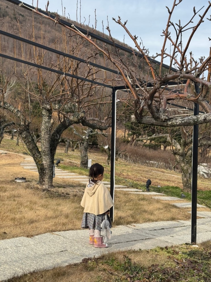  울산 언양카페 과수원뷰가 멋진 베이커리카페 오차드힐